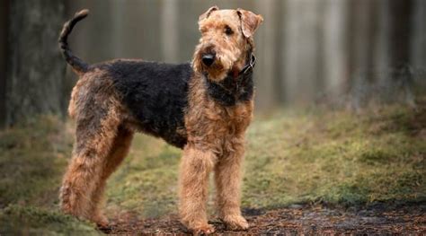 airedale in not kft